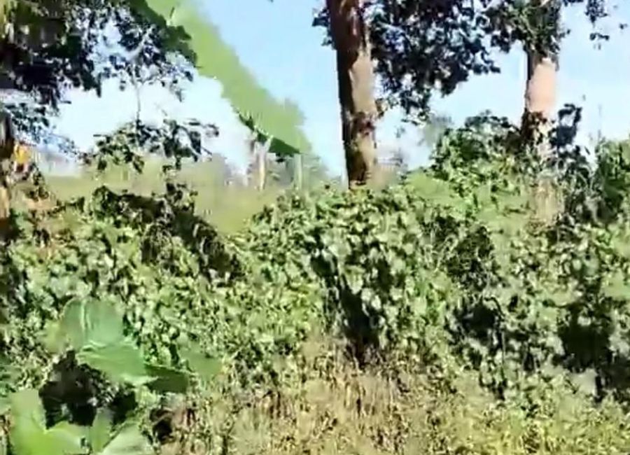 Luksuhin-Mangas Road, Purok 2, Mangas I, Esperanza Ibaba, Alfonso, Cavite image 2