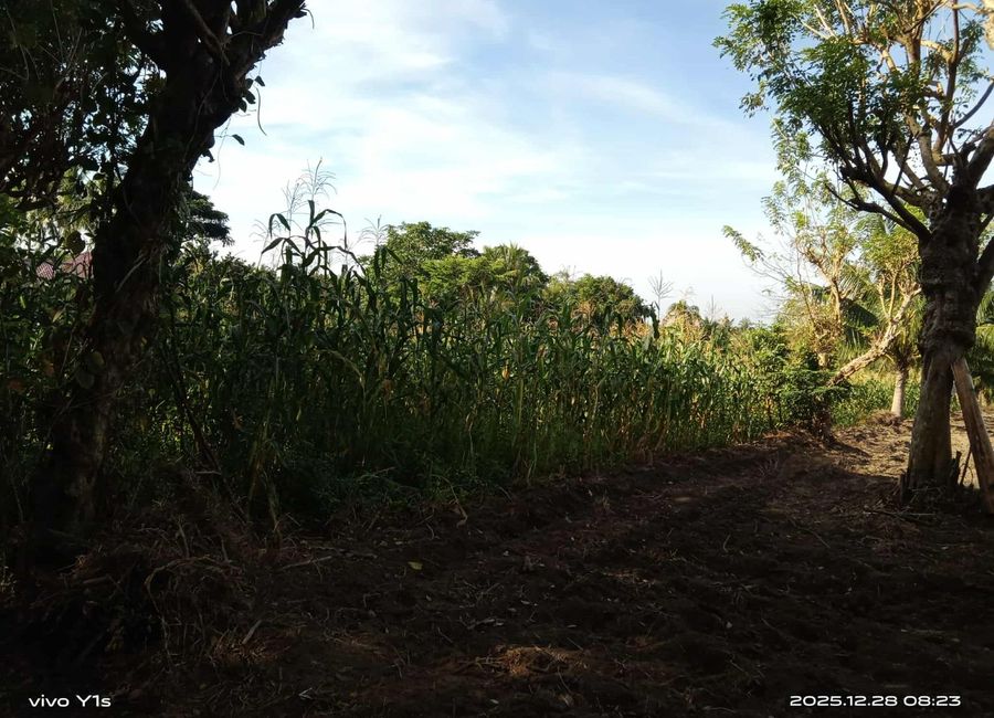 Talaga, Lemery, Batangas image 2