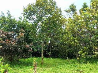 Dijual Kebun Durian di Jember