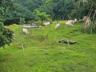 Agricultural Lot fish ponds and mango trees