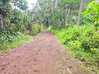Dijual Kebun BALSA di JEMBER