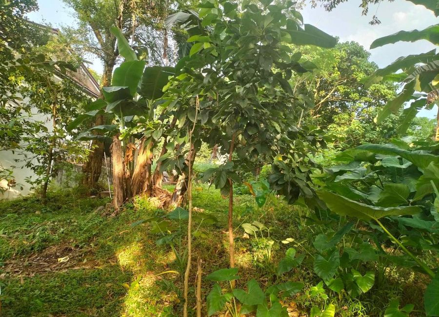 San Juan, Antipolo, Rizal image 3