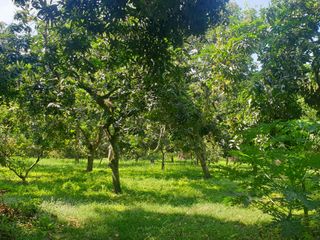 Dijual T. Kebun Subur, Air melimpah,Terpagari 16698 m2 SHM. 2,50 M (T.Perantara)
