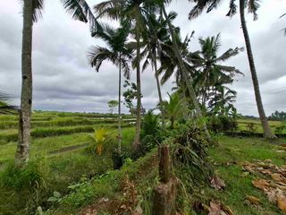 tanah kebun luasan kecil view sawah sangat langka dan strategis di tabanan bali