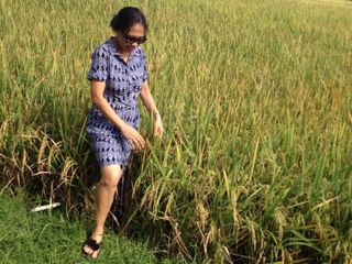 Dijual Cepat Tanah Sawah Strategis Cocok Untuk Inves Di Lape Sumbawa