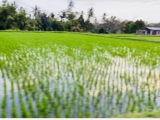 Dijual Cepat Tanah Sawah Potensial di Plampang, Sumbawa