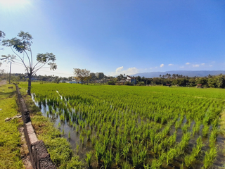 Tanah Tropis Dijual di Lovina, Bali Utara