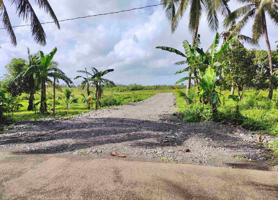 Puting Kamatis, Dinahican, Infanta, Quezon image 3