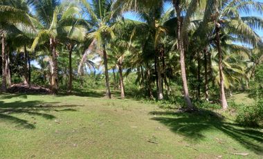 Farm Land For Sale at Ragay Camarines Sur Bicol few minutes drive going to beach
