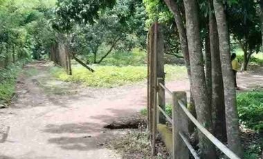 Mini Farm Lot Tiaong Quezon with Fruit Bearing Trees