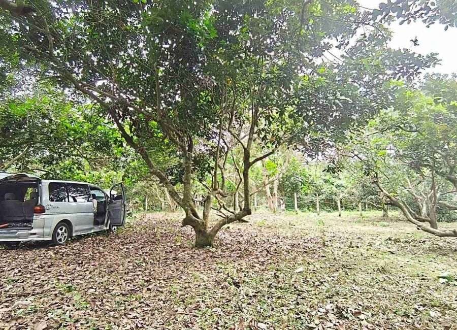 San Isidro, Palagaran, Tiaong, 2nd District, Quezon image 3