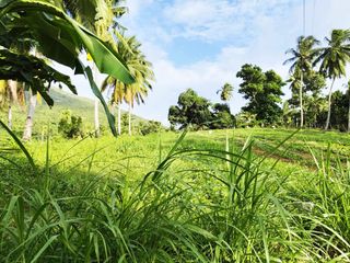 For Sale Titled 2.1 Hectares Fertile Farmlot in Sibonga Cebu