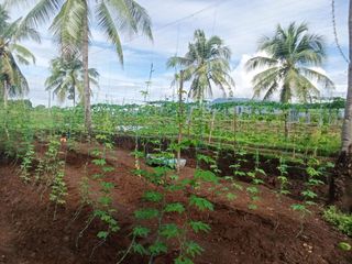 4 hectares Agricultiural lot for sale in Narra Palawan