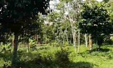 Tanah 400 m, Dekat Pintu Tol Jarak 900 m, Pinggir Jalan. Darangdan, Purwakarta.