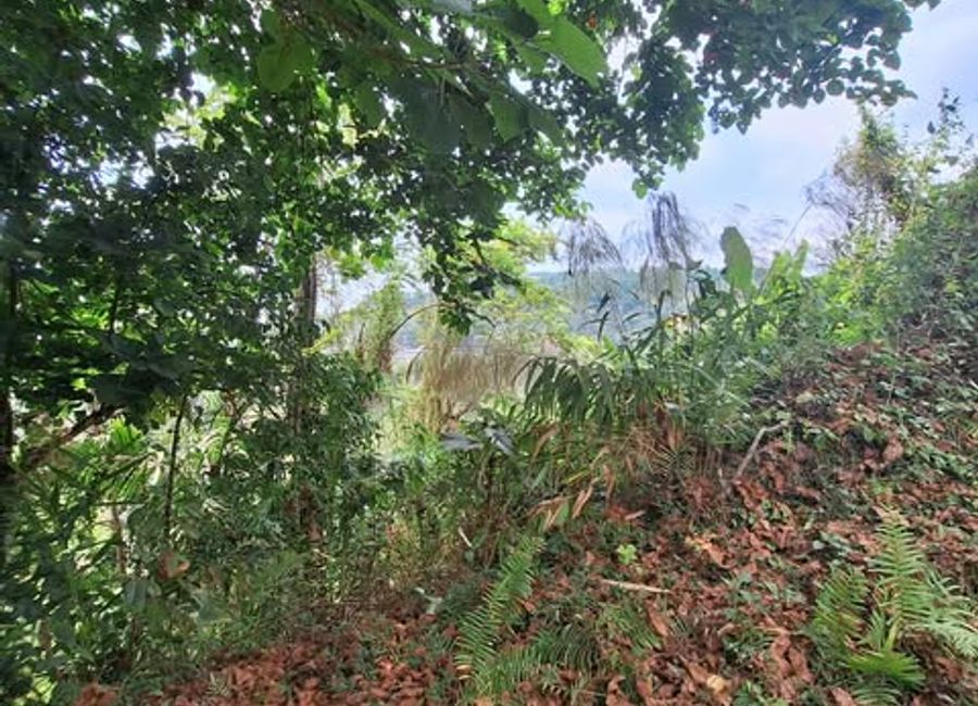Sablan Benguet Farm 4.6 Has. for Sale Clean Titles | Lamudi.com.ph