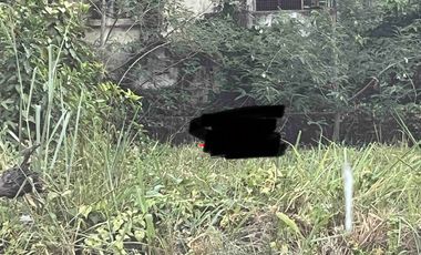 Prime Vacant Lot – Sampaguita Ave, Mapayapa Village 1, Quezon City