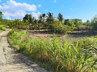 Affordable Farmlot For Sale in Malhiao Badian Cebu