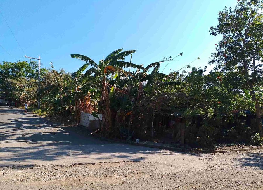 Narra Road, Southside, San Antonio, San Antonio Zone 3, San Pedro, Laguna