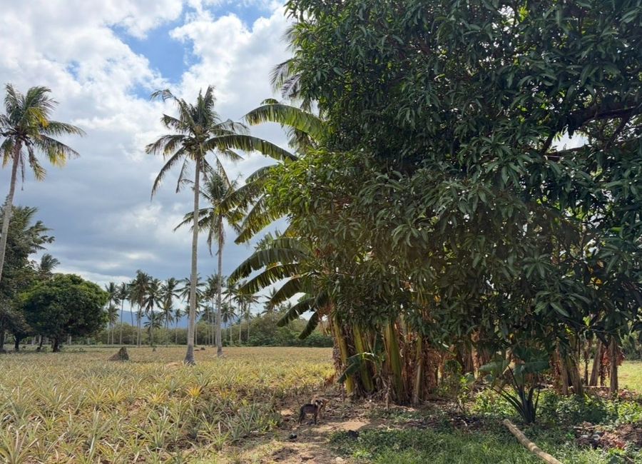 San Diego, San Pablo, Laguna image 2