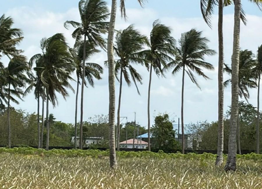 San Diego, San Pablo, Laguna image 3