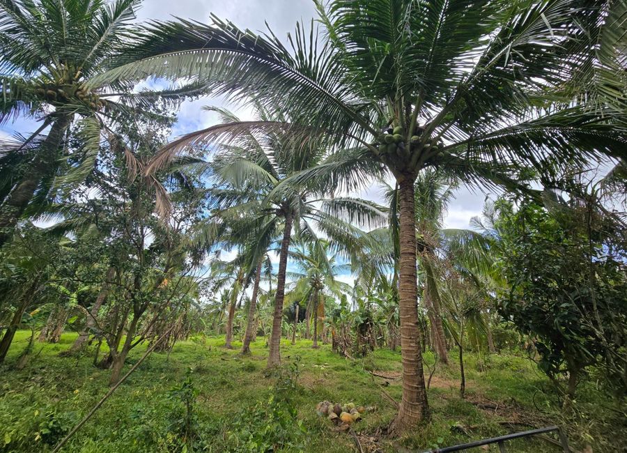 Batangas-Quezon Road, Poblacion, Sampaguita, San Antonio, 2nd District, Quezon