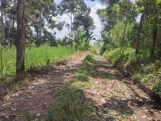 Dijual kebun durian Produktif di Bondowoso