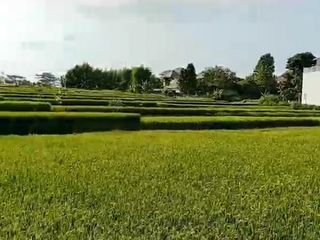 RIVERSIDE LAND FOR SALE IN UBUD - Dijual Tanah Los Sungai, View Lembah dan Sawah di Lodtunduh
