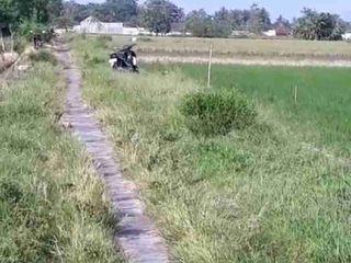 sawah Sidoluhur Godean
