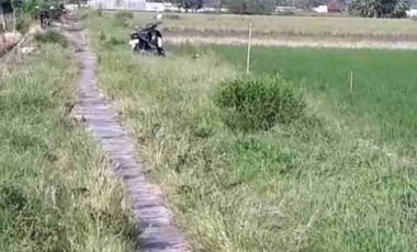 sawah Sidoluhur Godean