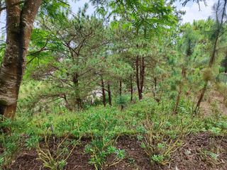 7M Residential 195sqm Lot in Asin Baguio City - LSS