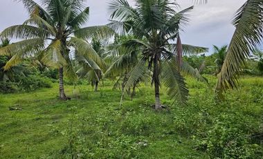 4,400 SQM Clean Title Lot for Sale – Mariveles, Dauis (Panglao Island), Bohol
