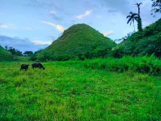 8.8 Hectares Tax Declaration Farm Land for Sale – Sagbayan Sur, Sagbayan, Bohol