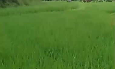 DIJUAL SAWAH PRODUKTIF DI DAERAH PANDEGLANG DEKAT DENGAN YONIF BADAK PUTIH