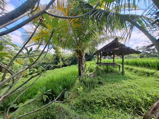 tanah kebun dan sawah sangat murah di tabanan bali
