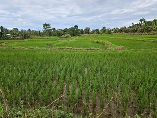 14-Hectare Irrigated Ricefield for Sale – Pilar, Bohol