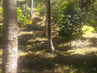 tanah view sawah Buc