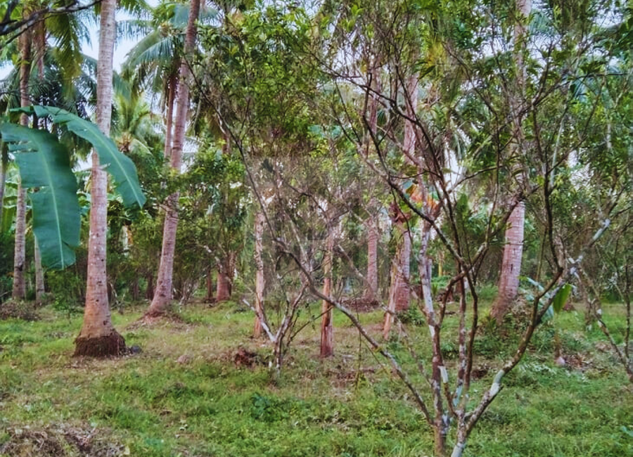 Cabatang, Tiaong, 2nd District, Quezon image 2