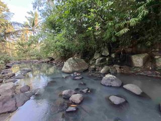 Tanah kebun los sungai jernih berisi banyak pohon kakau dan pohon kelapa di tabanan bali