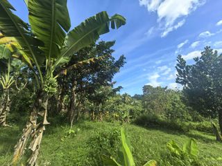 1.5 hectares farm lot for sale in mantalungon barili cebu