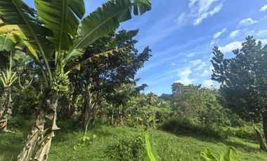 1.5 hectares farm lot for sale in mantalungon barili cebu
