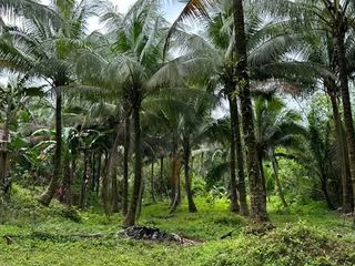 Farm Lot along River in Mauban Quezon