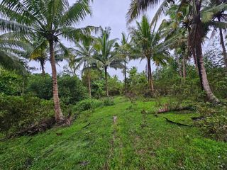 18,748 sqm clean title with coconut trees, ricefields in San Miguel Bohol