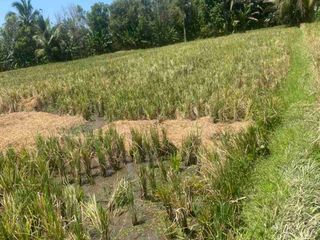 Dijual Tanah Sawah 19 Are Dkt Air Panas Penatahan Penebel Tabanan Bali