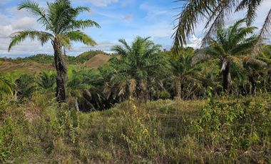 13 hectares/130,000 sqm titled property for sale in Rizal, Talibon Bohol Philippines 100 /Sqm