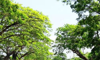 5 BEDROOM FOR SALE / LEASE IN AYALA ALABANG VILLAGE