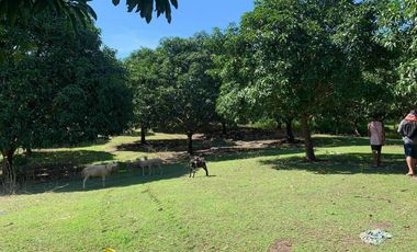 18.5 Hectares Agricultural lot in Nueva Ecija