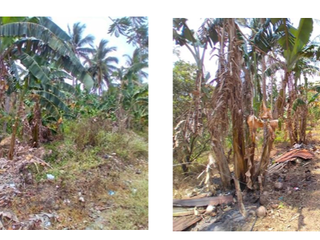 CLEAN 11 hectare Santa Maria Laguna agri lot
