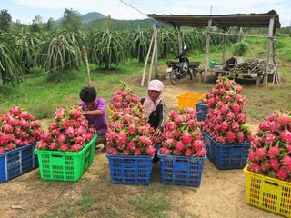 FARM LOT W/FRUIT BEARING TREES & LIVESTOCK for Sale in Batangas Philippines