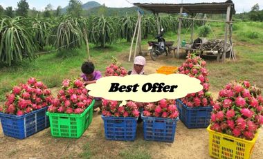 FARM LOT W/FRUIT BEARING TREES & LIVESTOCK for Sale in Batangas Philippines