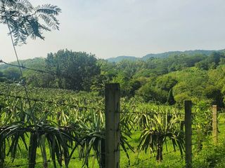 FARM LOT W/FRUIT BEARING TREES & LIVESTOCK for Sale in Batangas Philippines